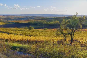 Vineyards at sunrise in Retz, Lower Austria