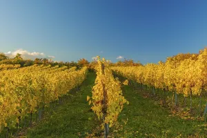 Vineyards at sunrise in Retz, Lower Austria