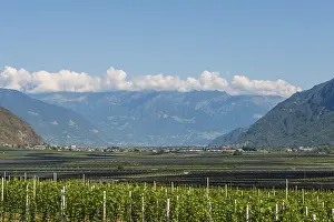 Vineyards in the valley in front of the mountains
