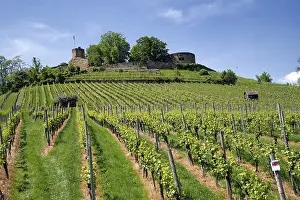 Vineyards at the Weibertreu castle ruins