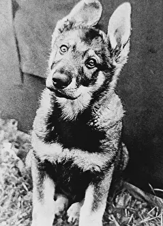 A vintage soviet photo of a domestic shepherd dog