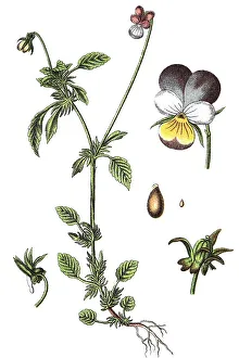 Viola tricolor var maritima (Viola tricolor var maritima)