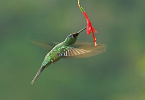 Violet-capped woodnymph (Thalurania glaucopis) drinking at a flower