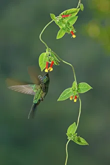 Violet-capped woodnymph (Thalurania glaucopis) drinking nectar at a flower