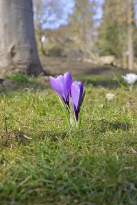 Violet crocus (Crocus neapolitanus)