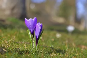 Violet crocus (Crocus neapolitanus)