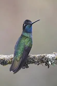 Violet-crowned Brilliant Hummingbird (Eugenes fulgens)