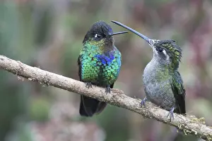 Violet-crowned Brilliant Hummingbird (Eugenes fulgens) and Fire-throated Hummingbird (Panterpe insignis)