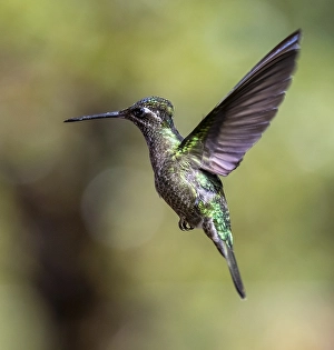 Violet-crowned Brilliant Hummingbird (Eugenes fulgens syn)
