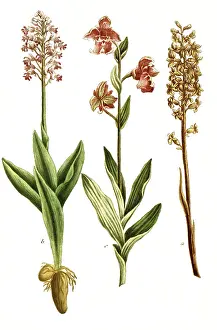 Violet dingel, Limodorum abortivum syb Orchis abortiva