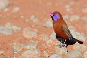 Violet-eared Waxbill (Uraeginthus granatina), male, standing on a stone, Kgalagadi Transfrontier Park, Northern Cape, South Africa, Africa