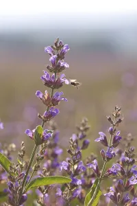 Violet flowers of Sage (Salvia officinalis) with a Honey Bee (Apis)