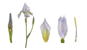 Violet root (Iris germanica Florentina')