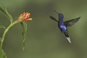 Violet Sabrewing (Campylopterus hemileucurus)