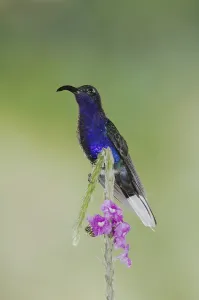 Violet Sabrewing (Campylopterus hemileucurus)