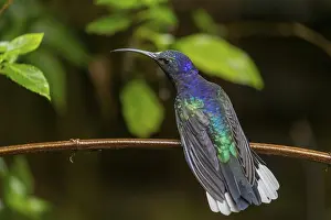 Violet Sabrewing (Campylopterus hemileucurus) or Purple Sabrewing