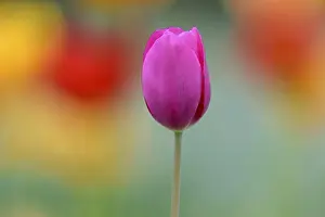 Violet Tulip (Tulipa), blurred colorful in the background