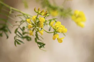 Violeta de Penyal (Hippocrepis balearica)