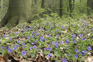 Violets (Viola odorata) in a spring forest with beech trees