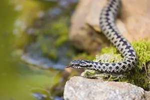 One Vipera berus, the common European adder or common European viper