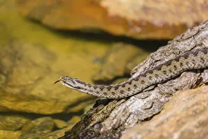 One Vipera berus, the common European adder or common European viper
