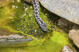 One Vipera berus, the common European adder or common European viper