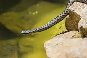 One Vipera berus, the common European adder or common European viper