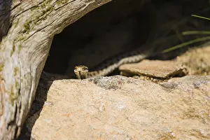 One Vipera berus, the common European adder or common European viper