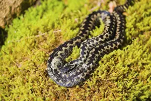 One Vipera berus, the common European adder or common European viper