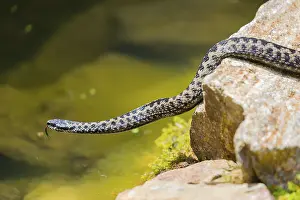 One Vipera berus, the common European adder or common European viper