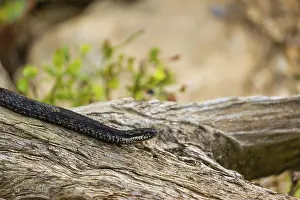 One Vipera berus, the common European adder or common European viper