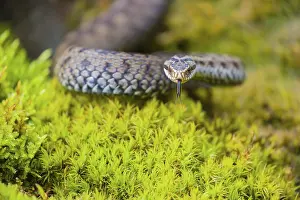 One Vipera berus, the common European adder or common European viper