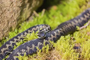 One Vipera berus, the common European adder or common European viper