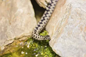 One Vipera berus, the common European adder or common European viper