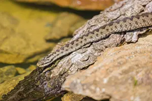 One Vipera berus, the common European adder or common European viper