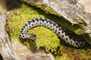 One Vipera berus, the common European adder or common European viper