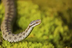 One Vipera berus, the common European adder or common European viper