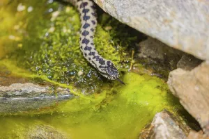 One Vipera berus, the common European adder or common European viper
