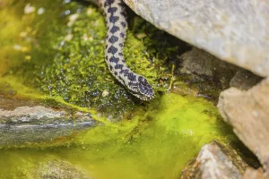 One Vipera berus, the common European adder or common European viper