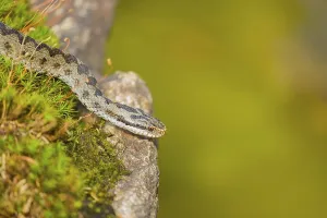 One Vipera berus, the common European adder or common European viper
