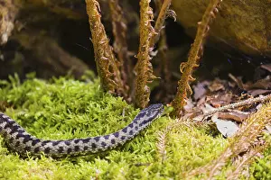 One Vipera berus, the common European adder or common European viper