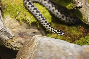 One Vipera berus, the common European adder or common European viper