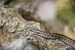 One Vipera berus, the common European adder or common European viper