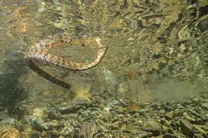 Viperine snakes (Natrix maura)