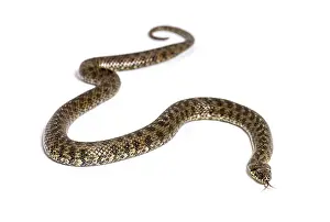 Viperine water snake, Natrix maura