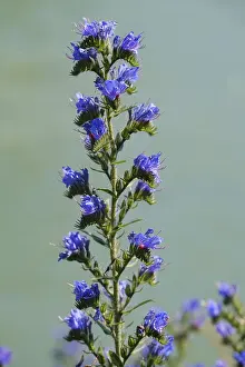 Viper's bugloss (Echium vulgare)