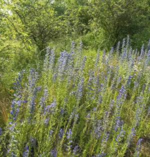 Viper's bugloss (Echium vulgare)