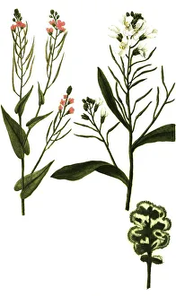 Virescens, green cabbage (Brassica) vel viridis variegata