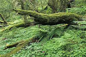 Virgin forest with dead trees, Gomera Island