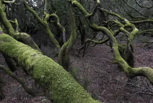 Virgin laurel forest in Garajonay national park